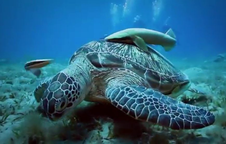 Abu Dabbab Beach From Hurghada