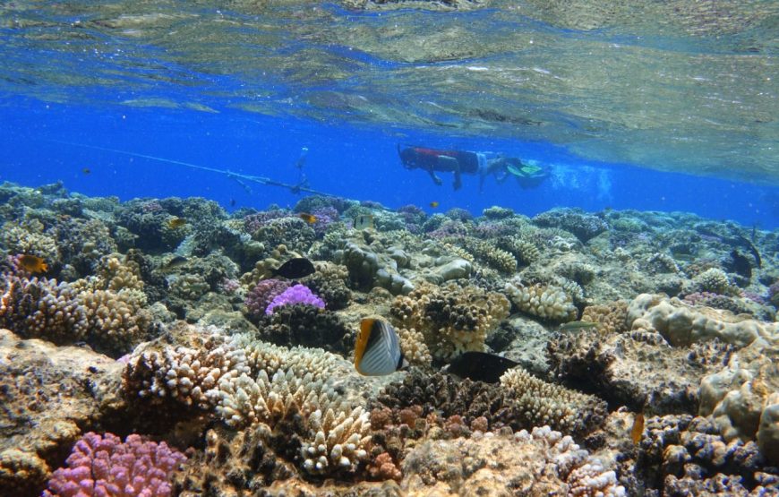 Sharm El Louli & Qullan Island From Hurghada