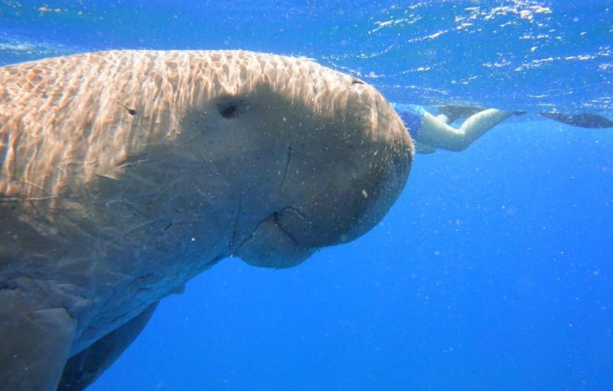 Marsa Mubarak- Shuna Bay From Hurghada
