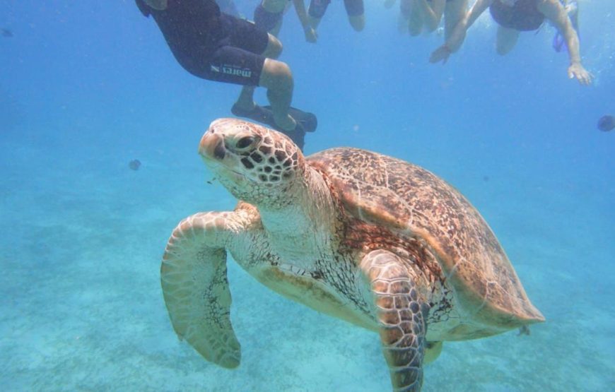 Marsa Mubarak- Shuna Bay From Hurghada