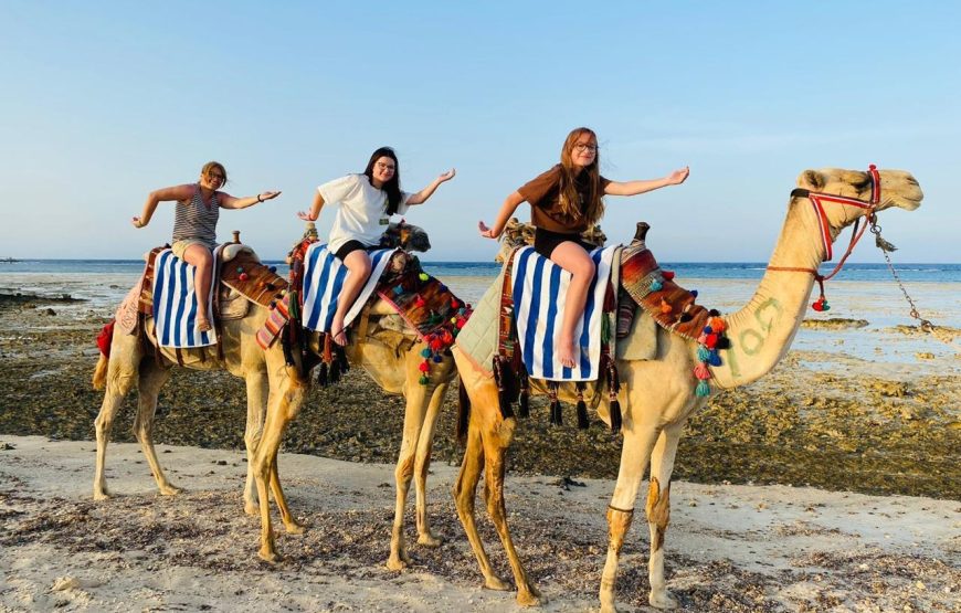 Camel & horse riding