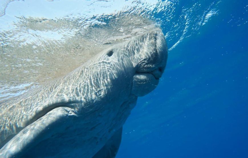 Marsa Mubarak- Shuna Bay From Hurghada