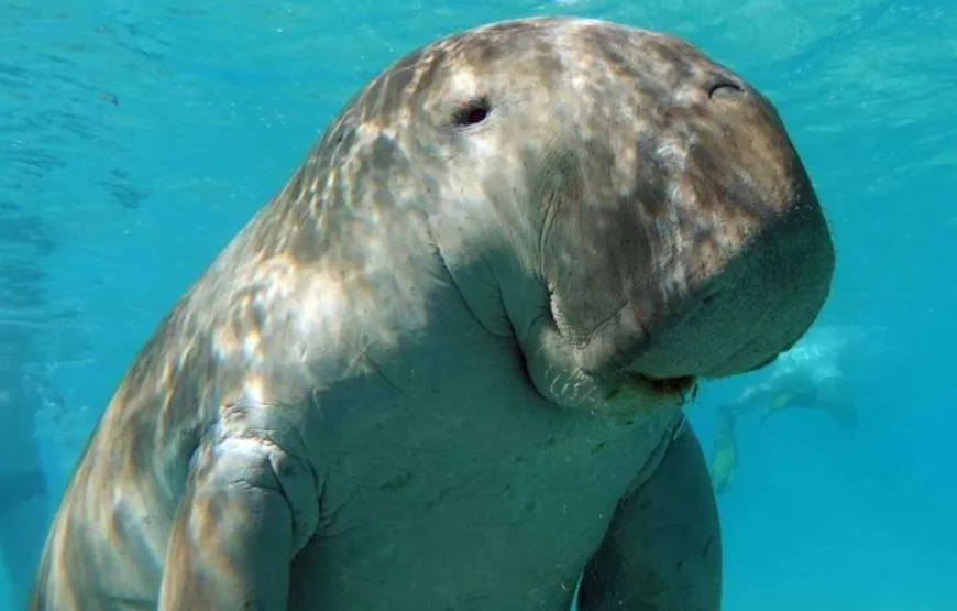 Marsa Mubarak- Shuna Bay From Hurghada