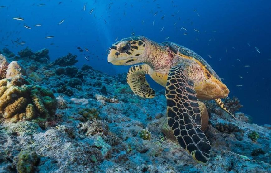Marsa Mubarak- Shuna Bay From Hurghada