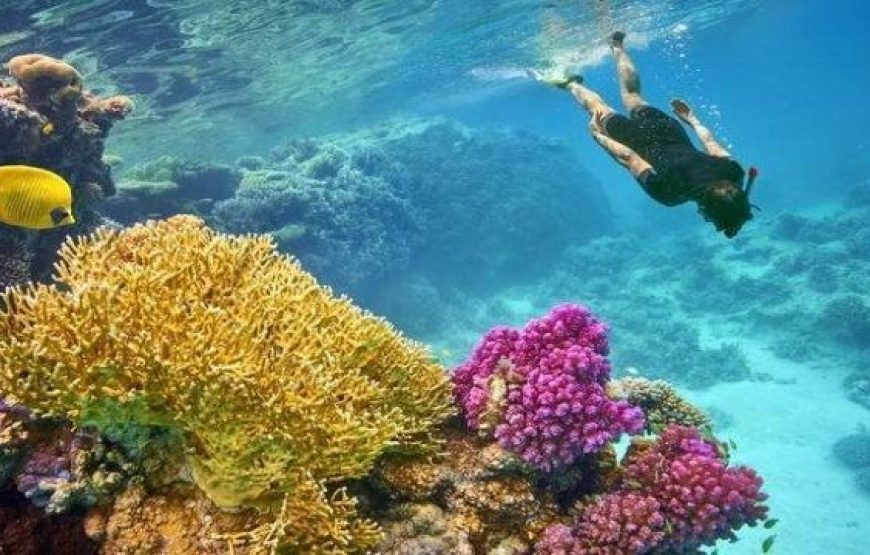 Snorkeling tour to Sharm El-Luli Bay