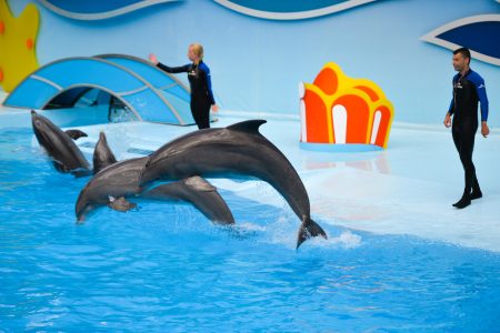 Swimming With Dolphins