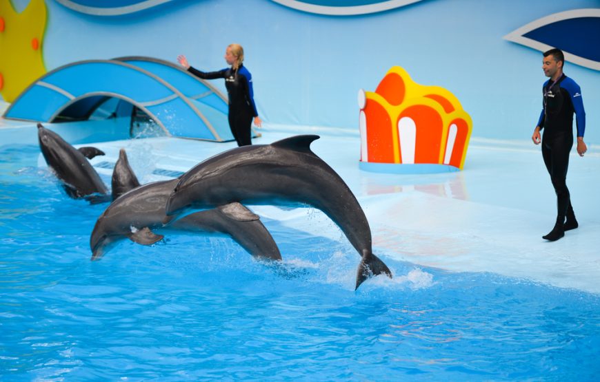 Swimming With Dolphins