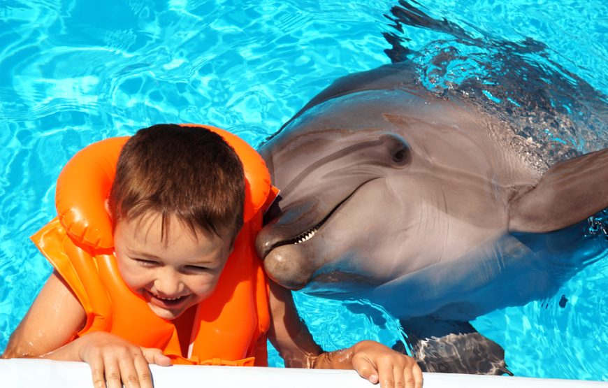 Swimming With Dolphins
