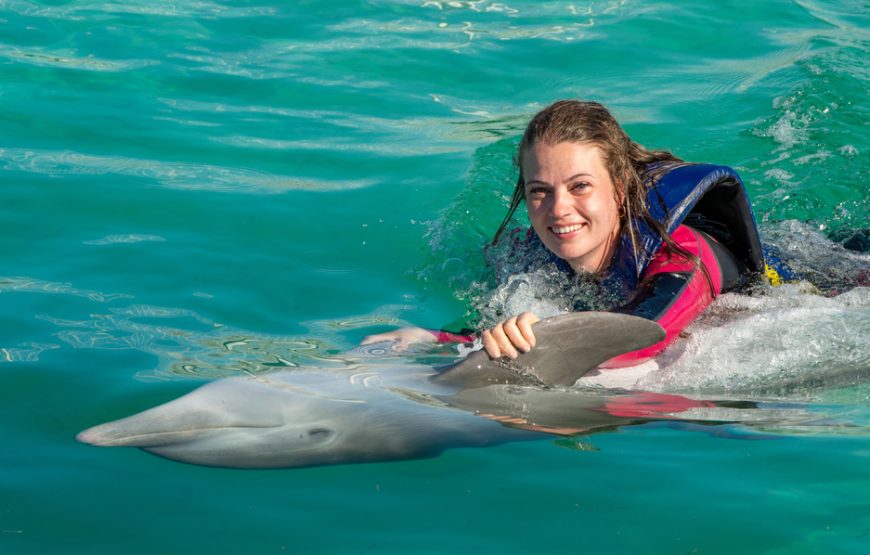 Swimming With Dolphins