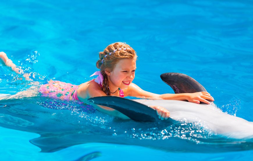 Swimming With Dolphins