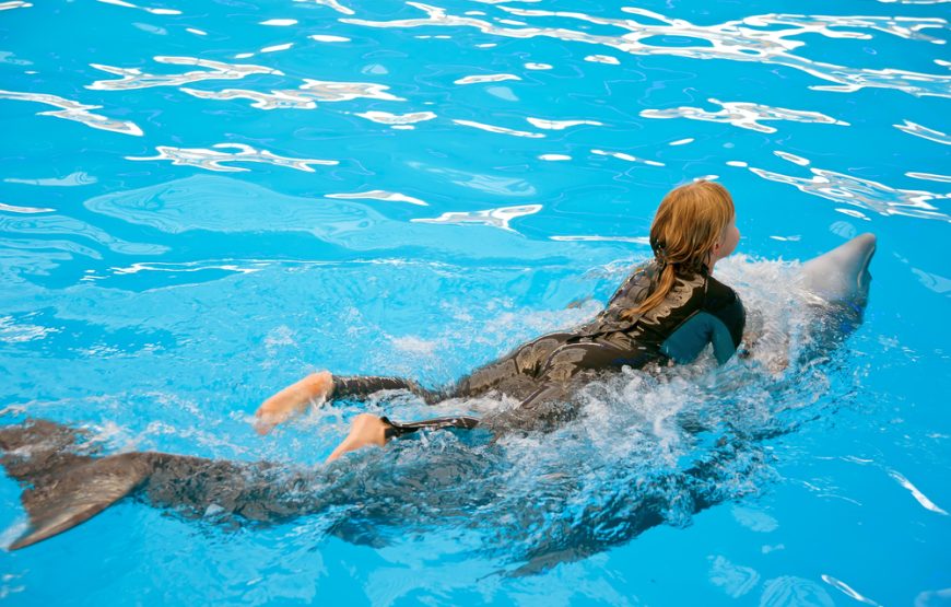 Swimming With Dolphins