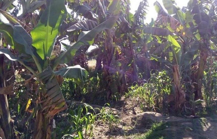 Sunset Felucca ride with banana island